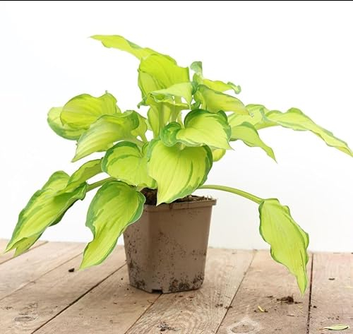 Hosta x cult. 'Gold Drop' ca. 11x11 cm Topf - Funkie, goldgelbes Laub, ideal für schattige Beete, pflegeleicht, winterhart
