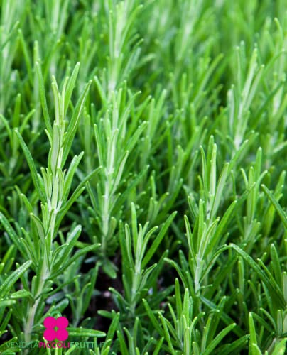 Pianta di Rosmarino 'Rosmarinus Officinalis' - vaso Ø 14 cm - H. 20/30 cm