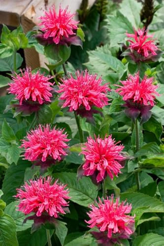 Indianernessel 'Pink Lace' im Topf Monarda fistulosa winterhart duftend | Monarda fistulosa, aufrecht buschig, 60-90 cm, rosa Blüten Juli-August, sonnig, Duftgarten, winterhart bis -28 °C