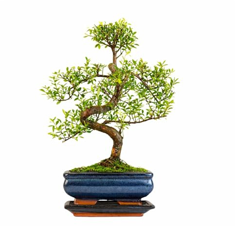 Syzygium Bonsai Tree 25–35cm | 6–8 Years Old | Elegant Indoor Gift for Beginners | Includes Glazed Ceramic Pot & Drip Tray | Easy Care Houseplant – Premium Quality