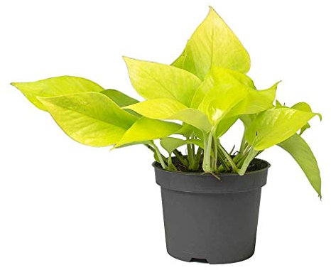 Golden Pothos Planta Natural de Interior Poto Neón, Potus Lemon o Epipremnum Aureum