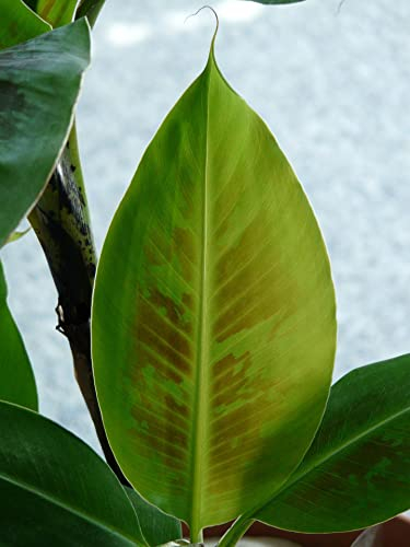 Musa - Gelb Zwerg-Banane 5 Samen