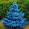 Saterkali Semi di abete rosso blu, 100 Pz/borsa Semi di abete rosso blu Pianta novella Annuale Picea pungens Piante da albero Piantine per giardino Semi di picea pungens