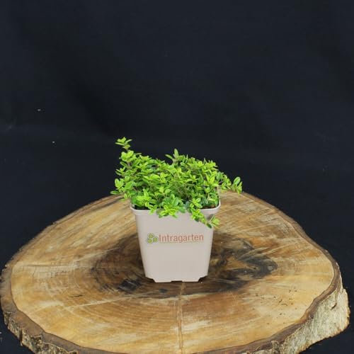 12 Stück Thymus citr. 'E.B. Andreson' von INTRAGARTEN | gelber Zitronenthymian | winterharter und immergrüner Bodendecker im Topf