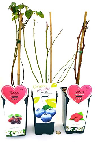 POWERS TO FLOWERS - RUBUS IDAEUS HERITAGE (LAMPONE ROSSO RIFIORENTE), MIRTILLO GIGANTE AMERICANO, RUBUS LOGANOBACCUS, 3 PIANTE, piante vere