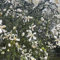 bitterorange samen winterharte pflanzen für garten säulenobstbäume bio saatgut bonsai samen winterharte stauden mehrjährig obstsamen - Seltene pflanzen serie - bitterorange samen 300pcs