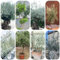olivo resistente - semi decorazione del balcone semi esotici piante resistenti in vaso di piante - rare - in vaso da balcone albero di melograno vasi per bonsai ulivo olivo ulivo da 50pcs