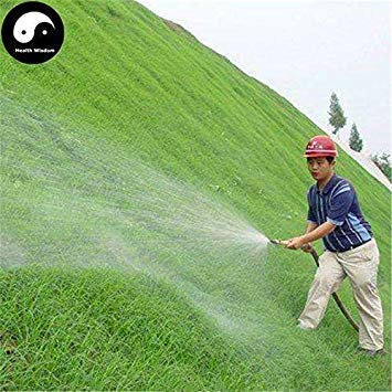 Germination Seeds: 50pcs: Buy Evergreen Zoysia Japonica Seeds Plant Slope Protection Lawn Grass: Only Seeds