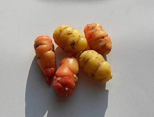 Portal Cool [Rhizom - Oca (Oxalis tuberosa) - Mix - L