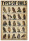 IUBBKI Types of Owls Deer Knowledge Metallblechschild Whitetailed Deer Anatomy Infographic Poster School Animal Farm Club Wanddekorationsschild 20,3 x 30,5 cm