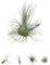 BROWN&GREEN Tillandsia - Plantas de Aire Natural - Tillandsias - Plantas de Aire - Tillandsia Planta Natural - Clavel del Aire - Planta - Plantas Aereas - Plantas Aereas Naturales (1, Fuchsii)