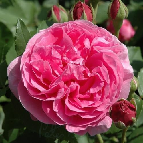 Peter Beales Roses Louise Odier Shrub Rose, Pink Double Blooms, 120cm Height, Strong Fragrance