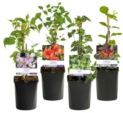 GreenboutiQ - Kletterpflanzen Rainbow - Clematis montana Rubens Hedera helix lonicera Goldflame Campsis madame Galen - Ganzjährig Farbe - Wenig Pflege - 4 Pflanzen - Topf 11cm Höhe 40cm