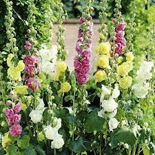 Mélange de graines de rose trémière paquet de 100 graines