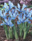 Iris Reticulata Alida Zwergiris (50 Blumenzwiebeln)