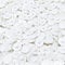 Pozi Screw Cover Caps, Pozidriv Push-Fit Covers for PZ1, PZ2, PZ3, PZ4 & PZ5 Screws, Made in Germany (White, Pozi No.3, 15mm Head x 2.4mm Deep - See Second Image for Size Guide, Pack of 25)