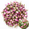 TooGet Rose Naturel Parfumé Rose Bourgeons Pétales de Rose Séchés Damas Séchés en Gros, de Qualité Alimentaire Culinaire - 60g