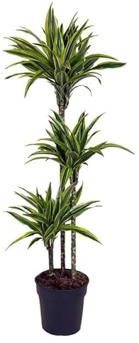 Plant in a Box - Dracaena fragrans Deremensis 'Zitronenlimette' - Drachenbäume - Topf 24cm - Höhe 130-140cm