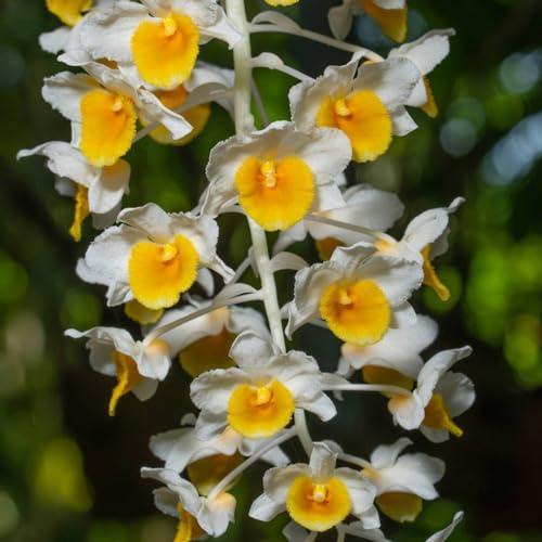500 pcs Dendrobium nobile orchidee samen - seed mittagsblume winterhart orchideen, pflanztöpfe balkon hochbeet gartenarbeit winterharte pflanzen für garten wildblumensamen bienenwiese