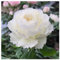 Seltene Rosenpflanze - Rosen pflanzen winterhart - Rose pflanzen knollen winterhart - Strauchrosen, Duftrosen, Hybridrosen, zweifarbige Rosen-2Pflanze-G