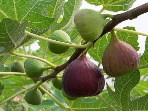Winterharter Feigenbaum - Ficus Carica - Bornholmfeige - winterharte Feige - Fig tree-5Rhizome-g