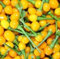 Neue frische 100 Stück Chili Aji Charapita Gemüsesamen