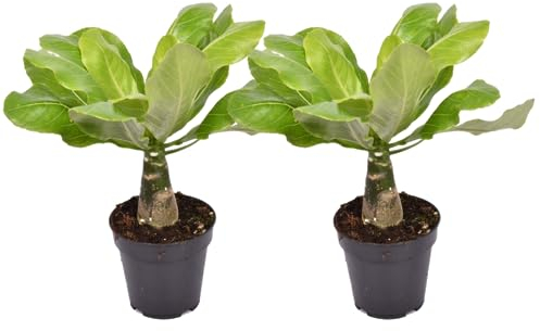 Plant in a Box - Brighamia Insignis - Set de 2 - Plante d'intérieur exotique - Palmier hawaïen - Pot 12cm - Hauteur 25-35cm
