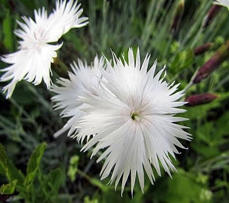 Bergenia Plant Seeds 80pcs Mixed