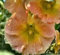 30 + Samen/Pack Giant Apricot Dänische Stockrose Alcea Blumensamen/Staude