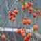 5 pcs kaki baum pflanze winterhart samen, kakibaum kaufen, säulenobst, geschenke kaki samen (Diospyros kaki) obstbäume, zimmerpflanzen bio samen, geschenke für pflanzenliebhaber pflanzen