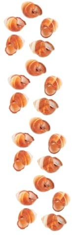 BESPORTBLE 20 Pièces Coquille d'escargot français coquilles d'escargots d'hôtel Assiettes Coquille escargots coquilles d'escargots pour Restaurant moules à pâtisserie décor coquilles épaisses