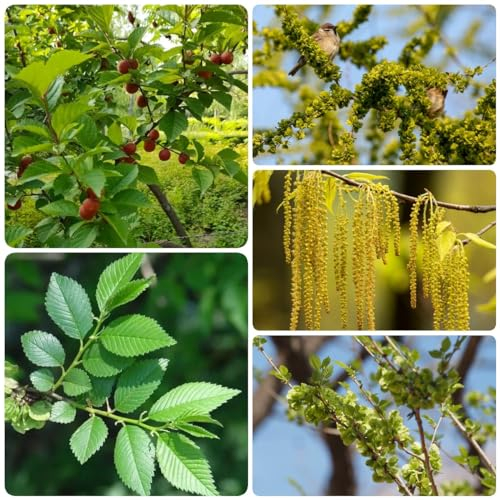 200 Pcs Ulme Samen - Bonsaibaum, Pflanzen Züchten (Ulmus Pumila) Baumsamen, Bonsai Samen Indoor Bio Samen Alte Sorten, Baum Pflanzen Baumsamen Bäume Garten Winterhart Pflanzen Balkon