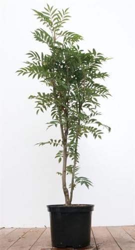Sorbus aucuparia 'Autumn Spire' 80–100 cm – Winterhart, Mehrjährig, Pflegeleicht – Säulen-Eberesche – Zierbaum für Garten & Vorgarten