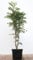 Sorbus aucuparia 'Autumn Spire' 80-100 cm - Säulen-Eberesche, weiße Blüten, Blütezeit Mai-Juni, ideal für kleine Gärten, pflegeleicht und winterhart