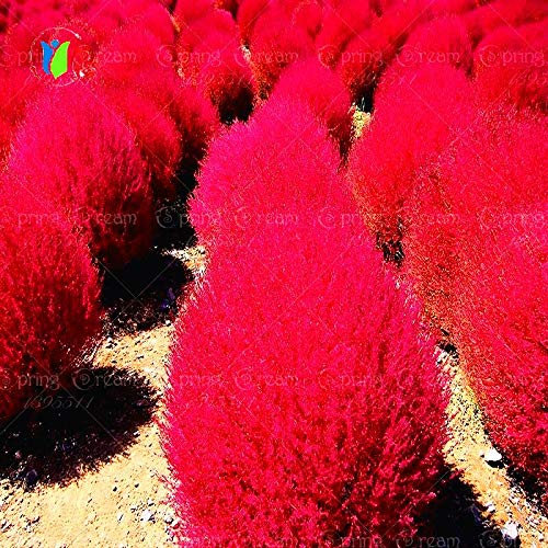 Semi di erba perenni 300 pezzi Cespuglio di erba bruciante Kochia Scoparia Semi Giardino Rosso ornamentale facile da coltivare