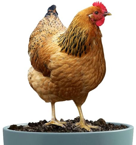 Yanayi Hühner Gartenstecker, Garten Figur Huhn Aus Kunstharz, Henne Dekofiguren Garten Deko Gartenfiguren Für Außen Groß - Hühner Gartendeko Polyresin Figuren Tiere