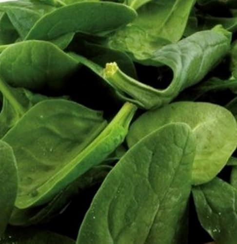 Spinat 2 kg frische Saat – Ideal als Gründünger für 180 m² Fläche