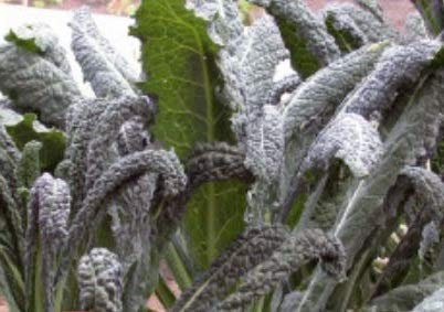 Stk - 150x Grünkohl Nero di Toscana Black Tuscany EKO Gemüse Pflanzen - Samen K130 - Seeds & Plants Shop by Ipsa