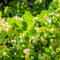 lindenbaum kaufen samen - kübelpflanzen winterhart mehrjährig linden baum winterharte stauden pflanzensamen zimmerbonsai bonsai winterharte pflanzen für garten geschenke winterharte 15pcs