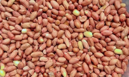 Premium Peanuts Whole Wild Bird Food, Nuts Food for All Species, Natural High Energy Feed, No Mess Bird Food for All Birds (1L Tub, Peanuts Whole)