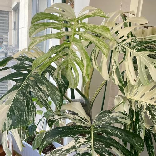 200 pcs monstera samen selten - bodendecker winterhart extrem winterharte kübelpflanzen zimmerpflanze pflanzen winterhart draußen saatgut alte sorten gartenpflanzen zimmerpflanzen