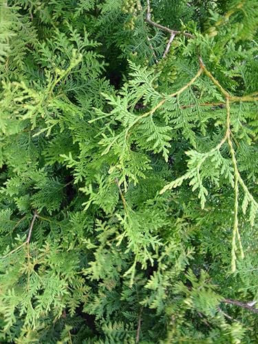 25 Thuja Brabant 160-180cm ohne Ballen gemessen frisch vom Feld Gartenhecke Heckenpflanzen Immergrüner Lebensbaum