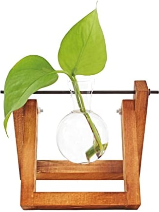 Winkee - Hydrovase Lilly | 1x Blumenvase mit Holz-Ständer | Table Planter | Moderne Deko | Glas Propagation Station | Ableger Pflanzen Glas | Wurzelglasvase | Geschenk zum Muttertag, Geburtstag