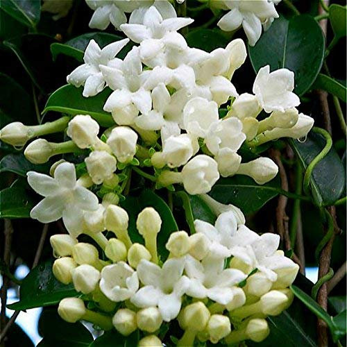 50 piezas de semillas de flores de hortensias trepadoras.