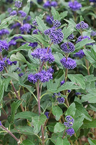 Caryopteris clandonensis 'Kew Blue' 40–60 cm – Winterhart, Mehrjährig, Pflegeleicht – Bartblume – Zierstrauch für Beet & Kübel