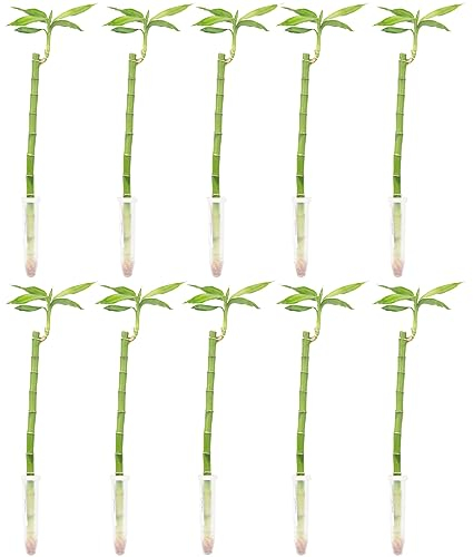 Flowerbox Lucky Bamboo Lot de 10 pots de bambou porte-bonheur droits Hauteur env. 50 cm Diamètre du pot 5 cm