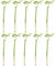10er-Set Glücksbambus gerade - Höhe ca. 50 cm, Topf-Ø 5 cm - Lucky Bamboo
