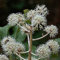 Fatsia du Japon - Fatsia japonica 40-60 C - 40-60 cm pot