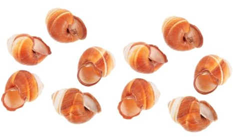 BESPORTBLE 10pièces Coquilles De Snail Naturelles pour Escargot Coquilles De Cuisine Isolantes pour Restaurants Escargot