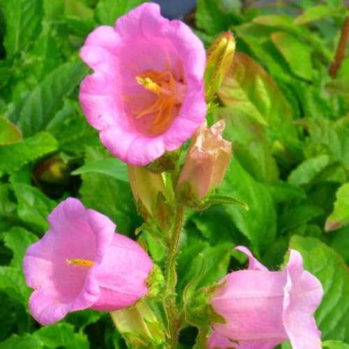 Campanula Medium 'Rose' - Hardy Biennial Bellflower with Pink Bell-Shaped Flowers – 2X 1 Litre Potted Plant by Thompson & Morgan